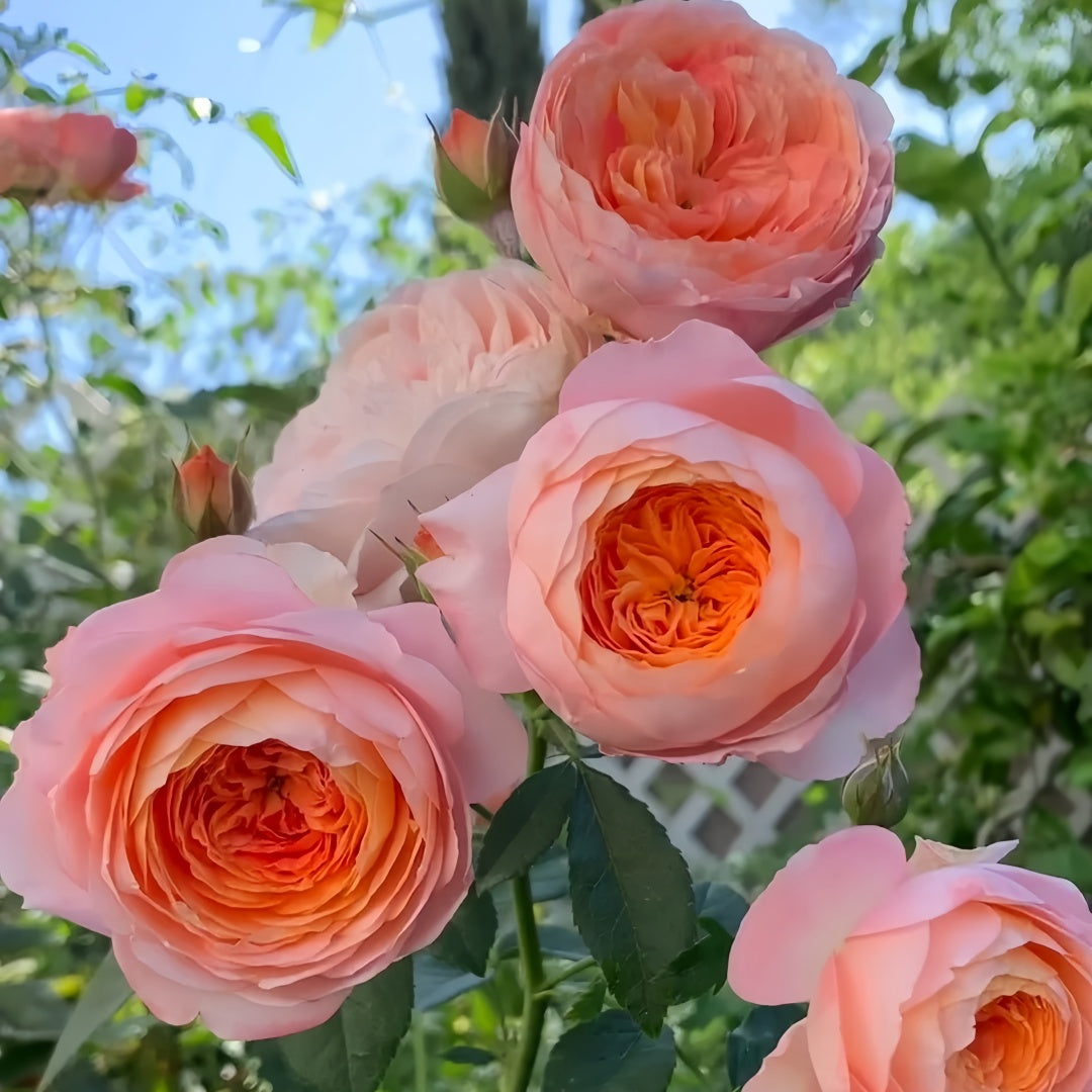 Masora Rose-真宙|Japanese Shrub Rose – Ergongzy Roses