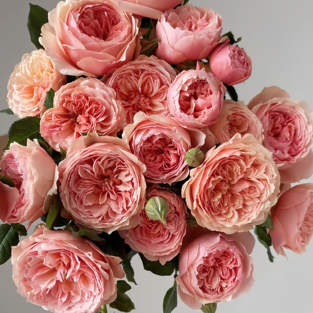 Masora Rose-真宙|Japanese Shrub Rose – Ergongzy Roses
