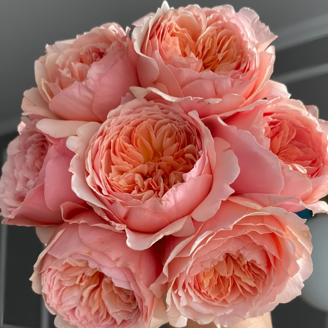 Masora Rose-真宙|Japanese Shrub Rose – Ergongzy Roses