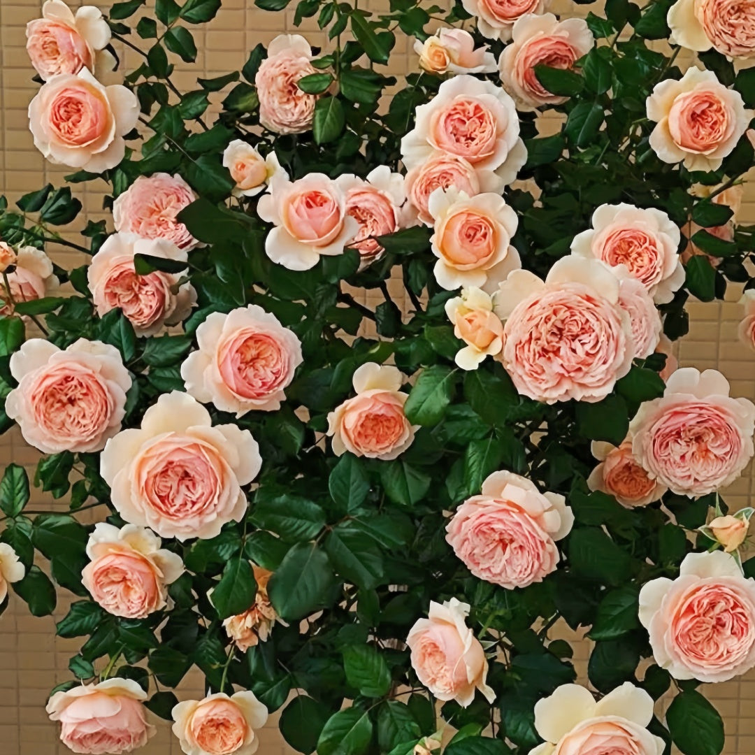 Masora Rose-真宙|Japanese Shrub Rose – Ergongzy Roses