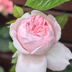 Mauritia rose