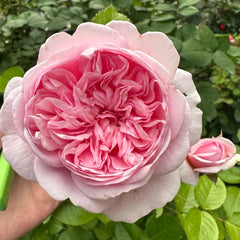 Mauritia rose