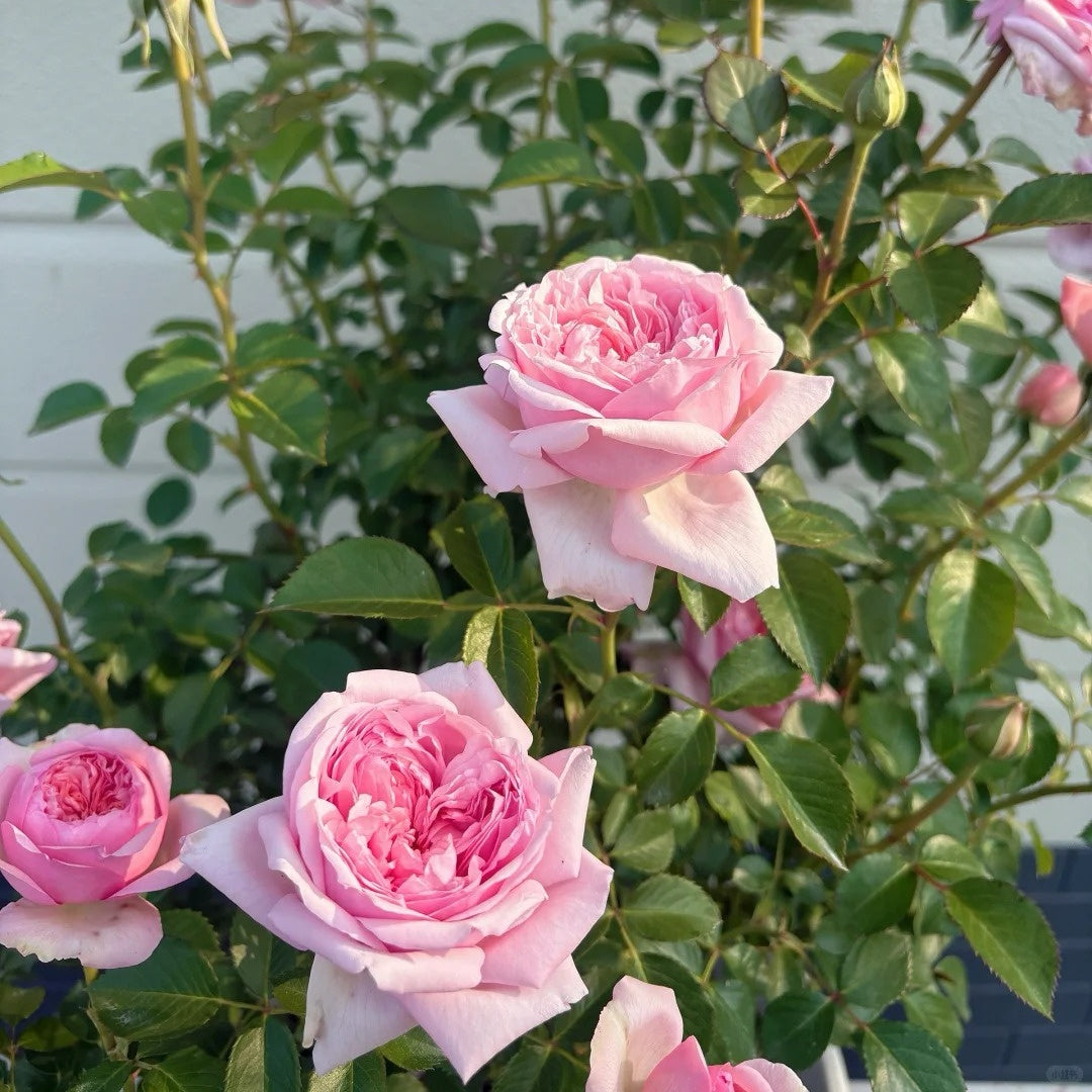 Mauritia rose