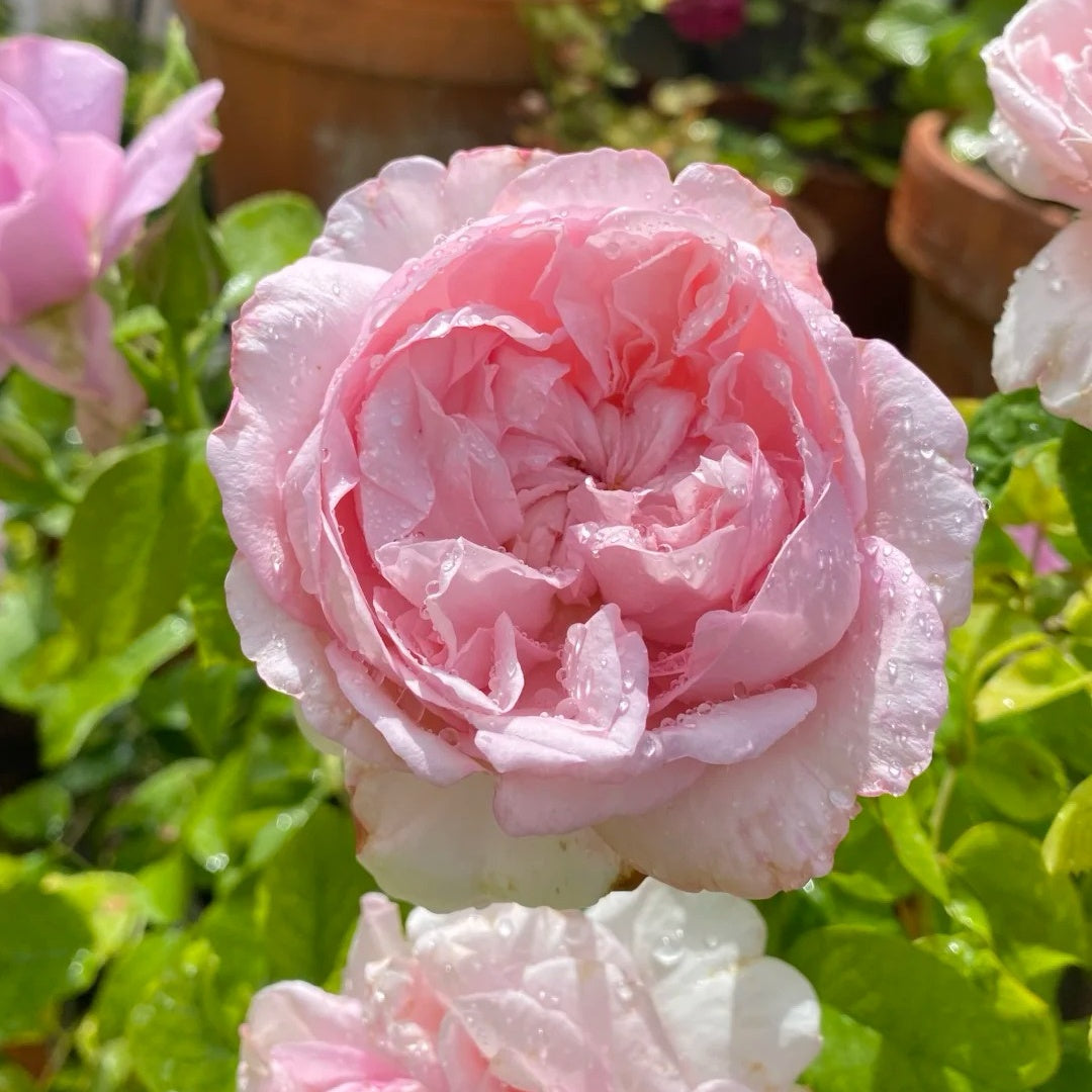 Mauritia rose