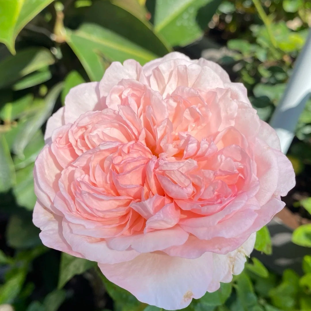 Mauritia rose