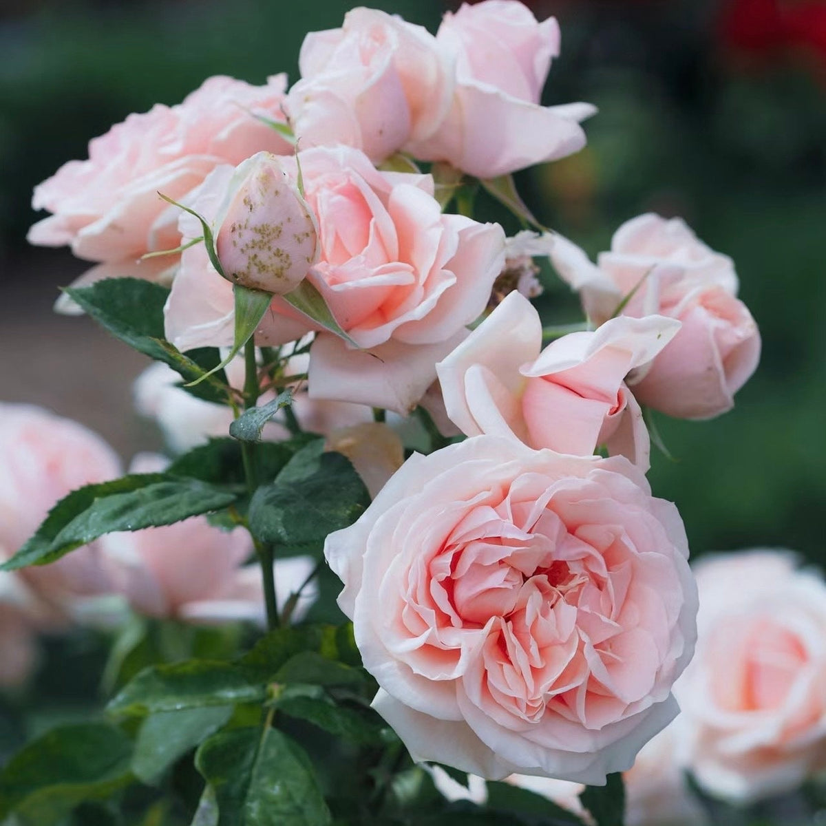 Maxima romantica Rose