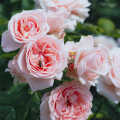 Maxima romantica Rose