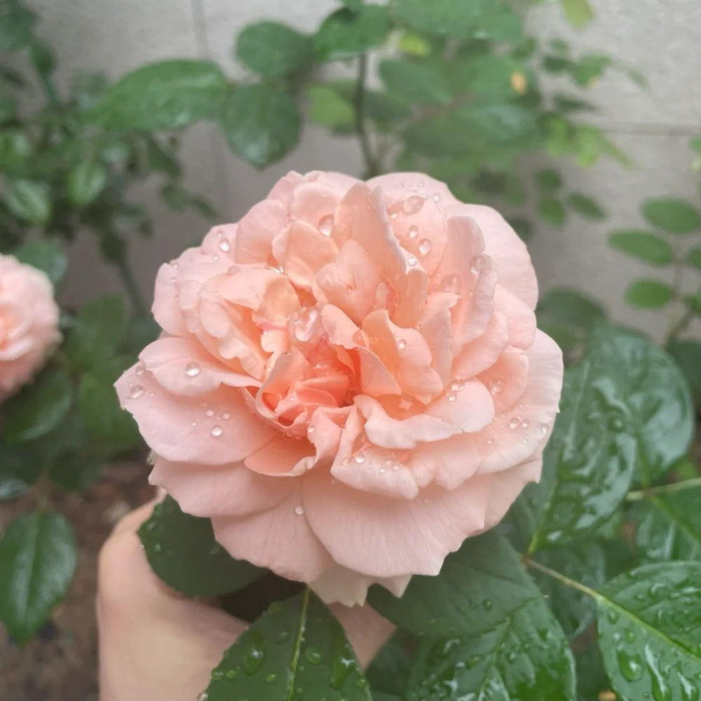 Maxima romantica Rose