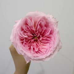 Mayfield Rose