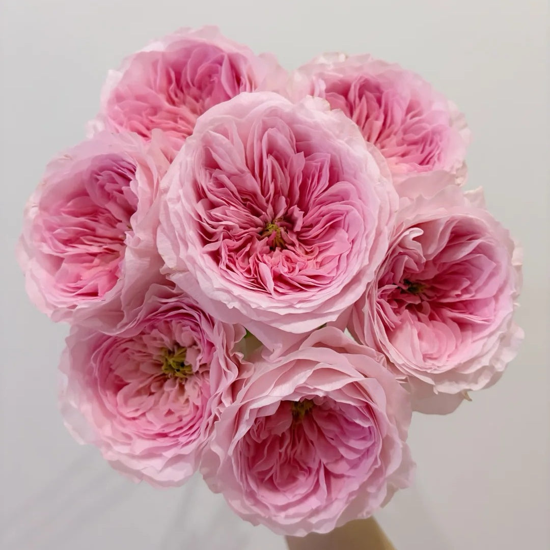 Mayfield Rose
