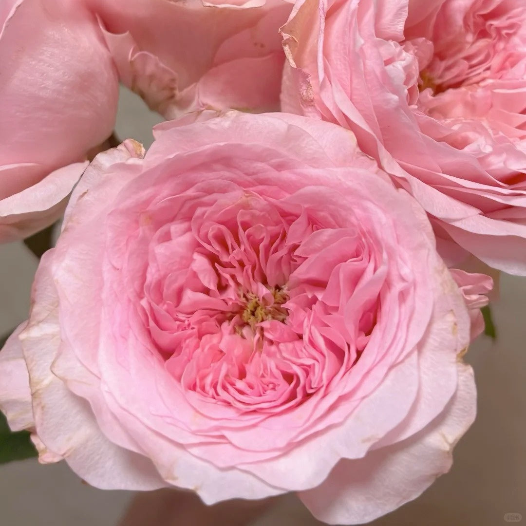 Mayfield Rose
