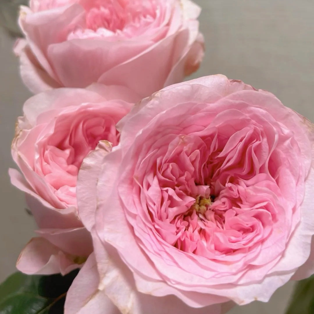 Mayfield Rose
