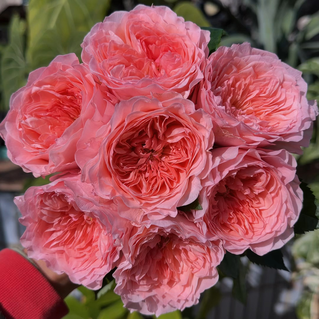 Mayfield Rose