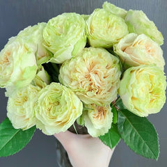 Mayra's Green Rose