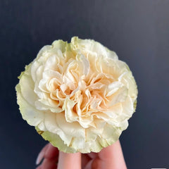 Mayra's Green Rose