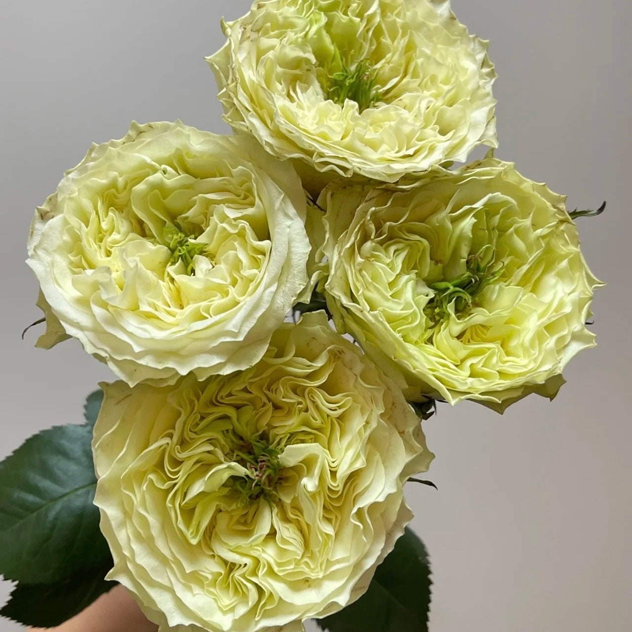 Mayra's Green Rose