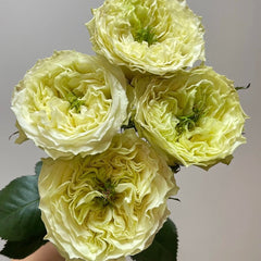 Mayra's Green Rose