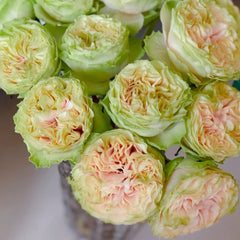 Mayra's Green Rose-绿色梅拉｜Spain Cut Rose