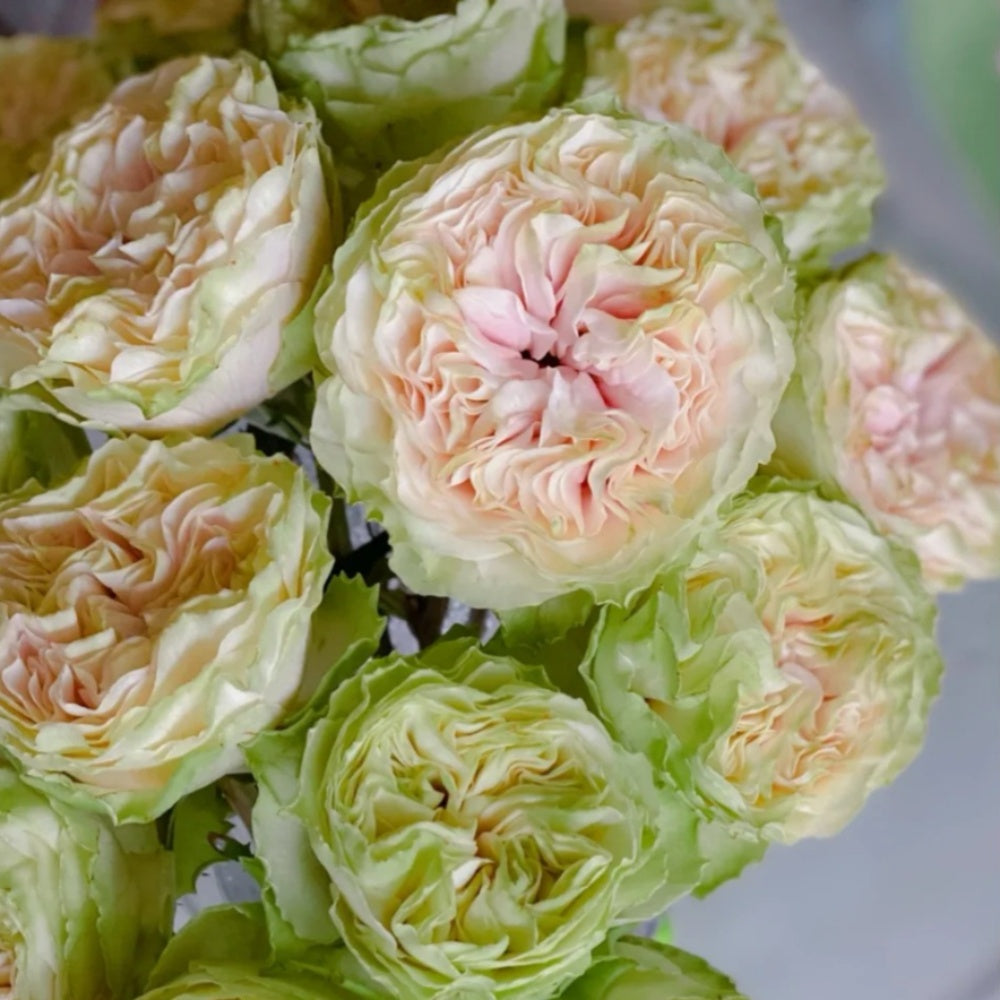 Mayra's Green Rose-绿色梅拉｜Spain Cut Rose