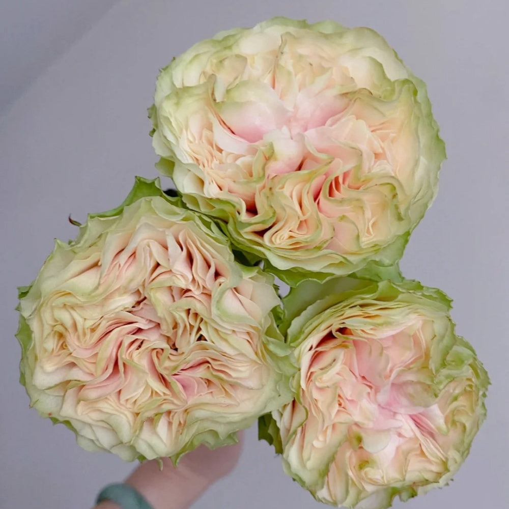 Mayra's Green Rose-绿色梅拉｜Spain Cut Rose