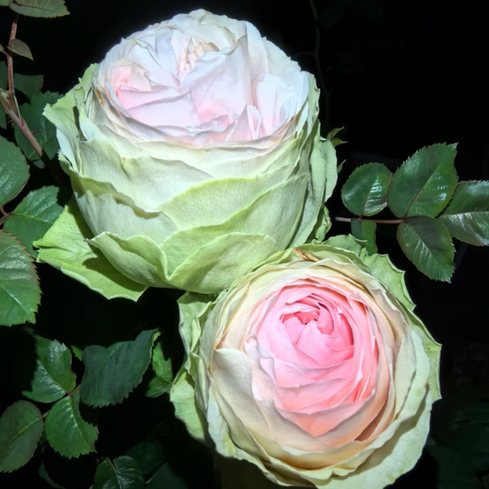 Mayra's Green Rose-绿色梅拉｜Spain Cut Rose