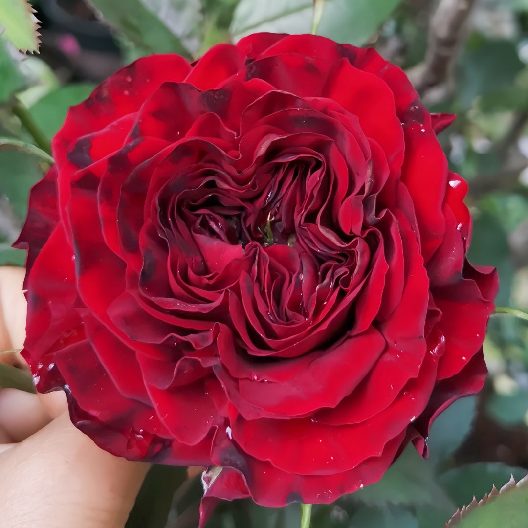 Mayra 's Rose Red