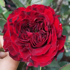 Mayra 's Rose Red