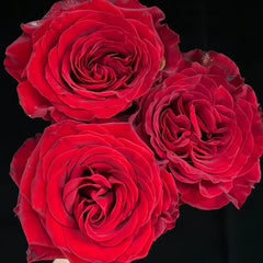 Mayra 's Rose Red