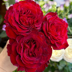 Mayra 's Rose Red
