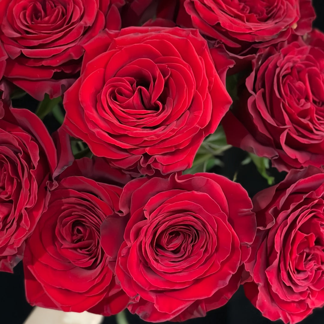 Mayra 's Rose Red