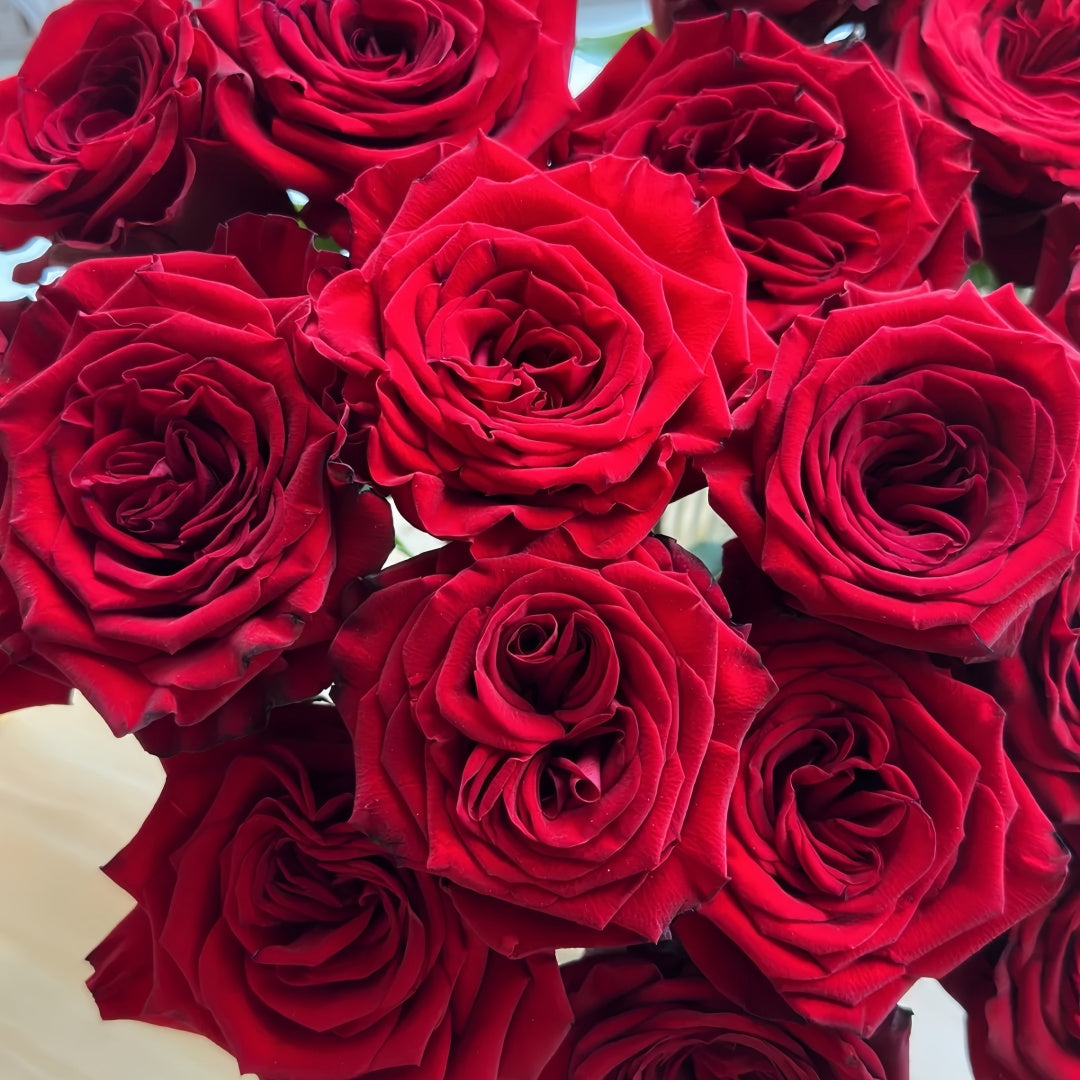 Mayra 's Rose Red