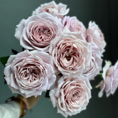 Memoire rose
