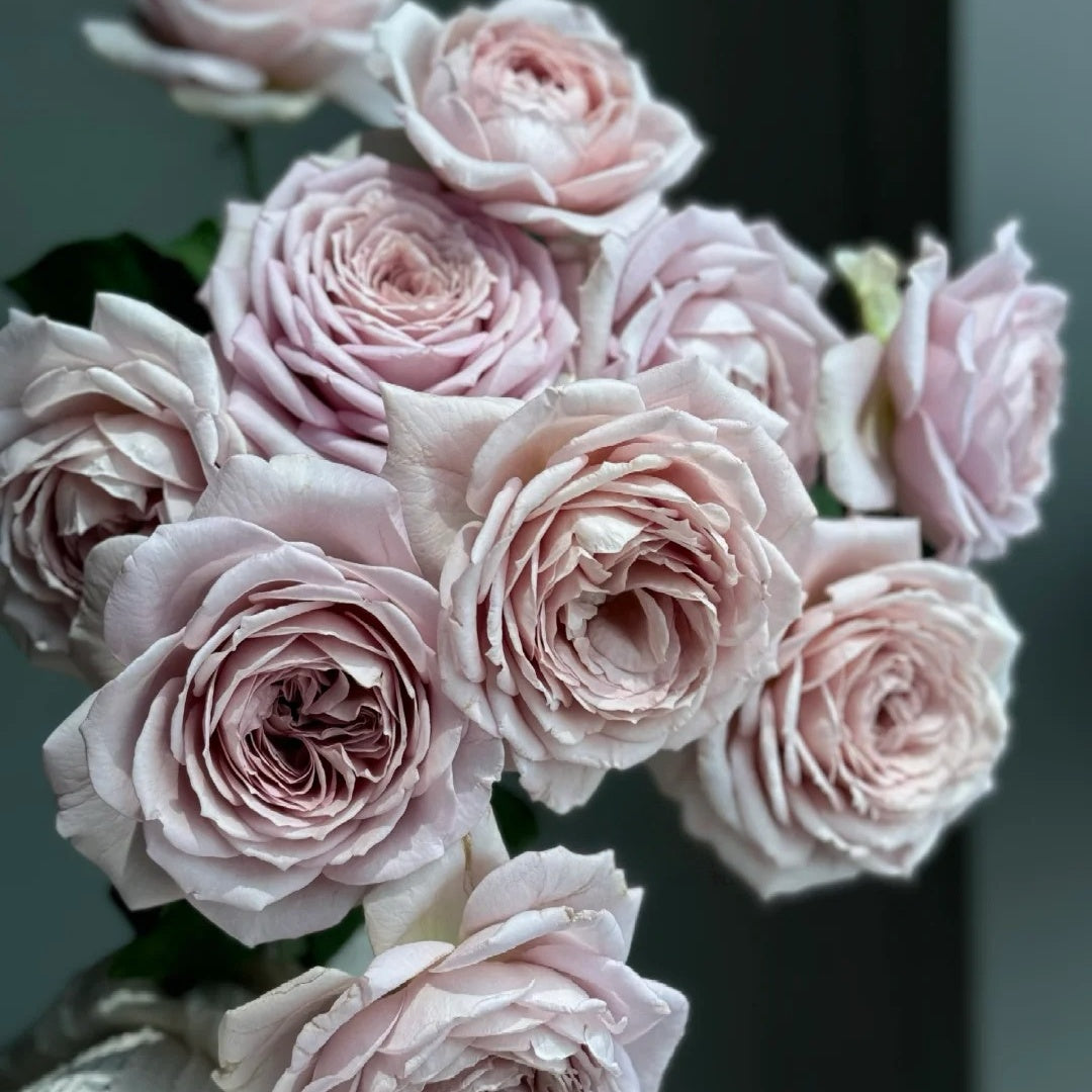 Memoire rose