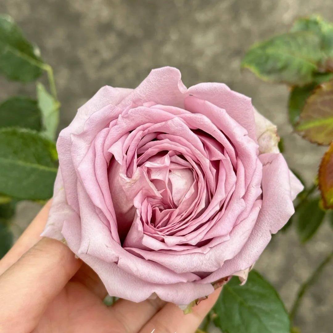 Memoire rose