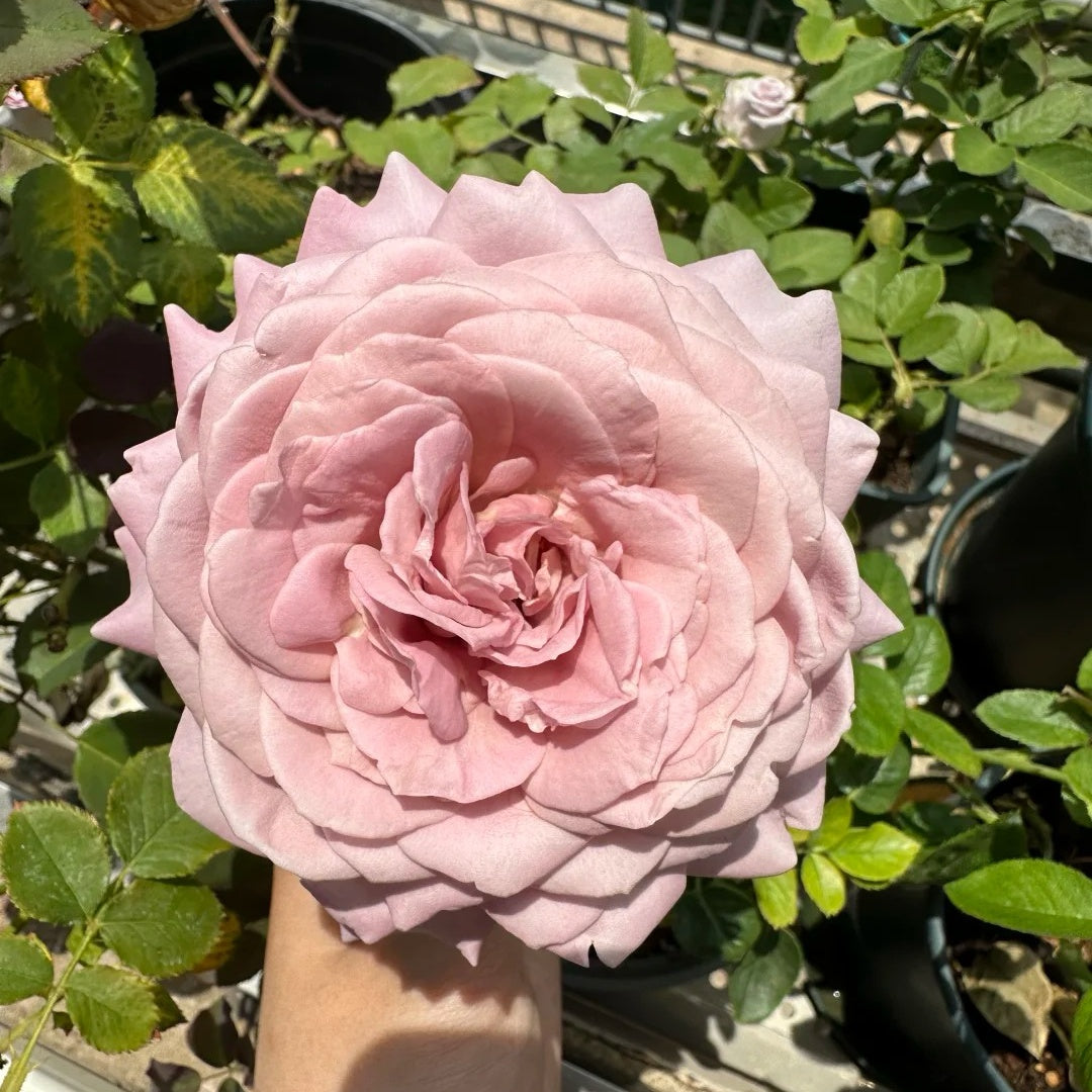Memoire rose