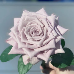 Menta Rose