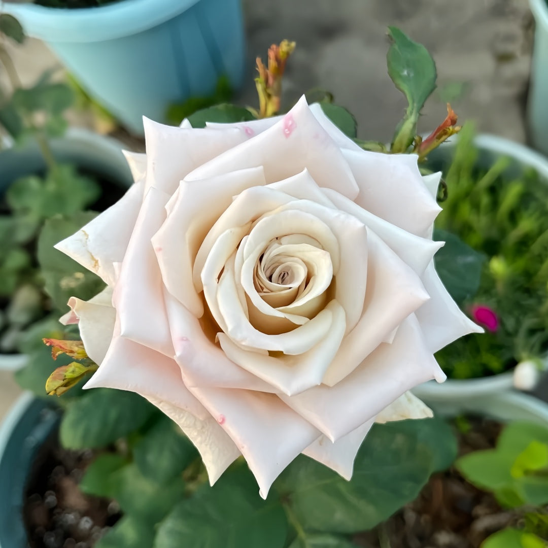 Menta Rose