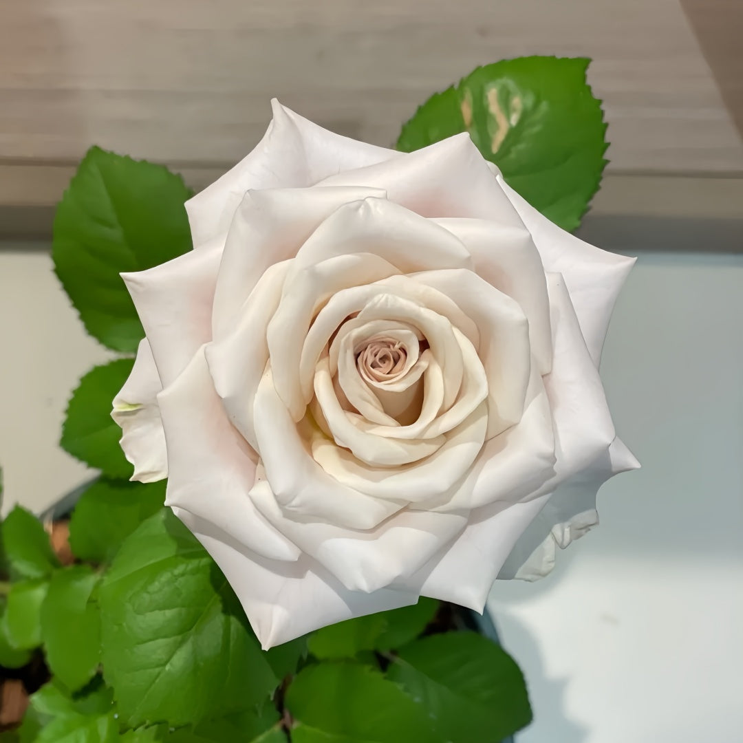Menta Rose