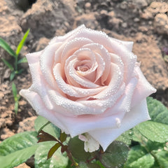 Menta Rose