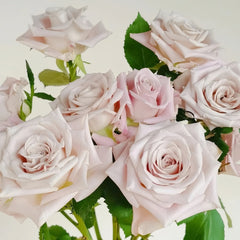 Menta Rose