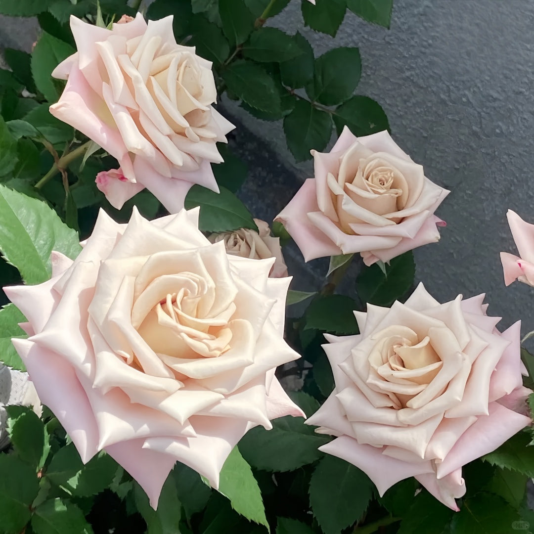 Menta Rose