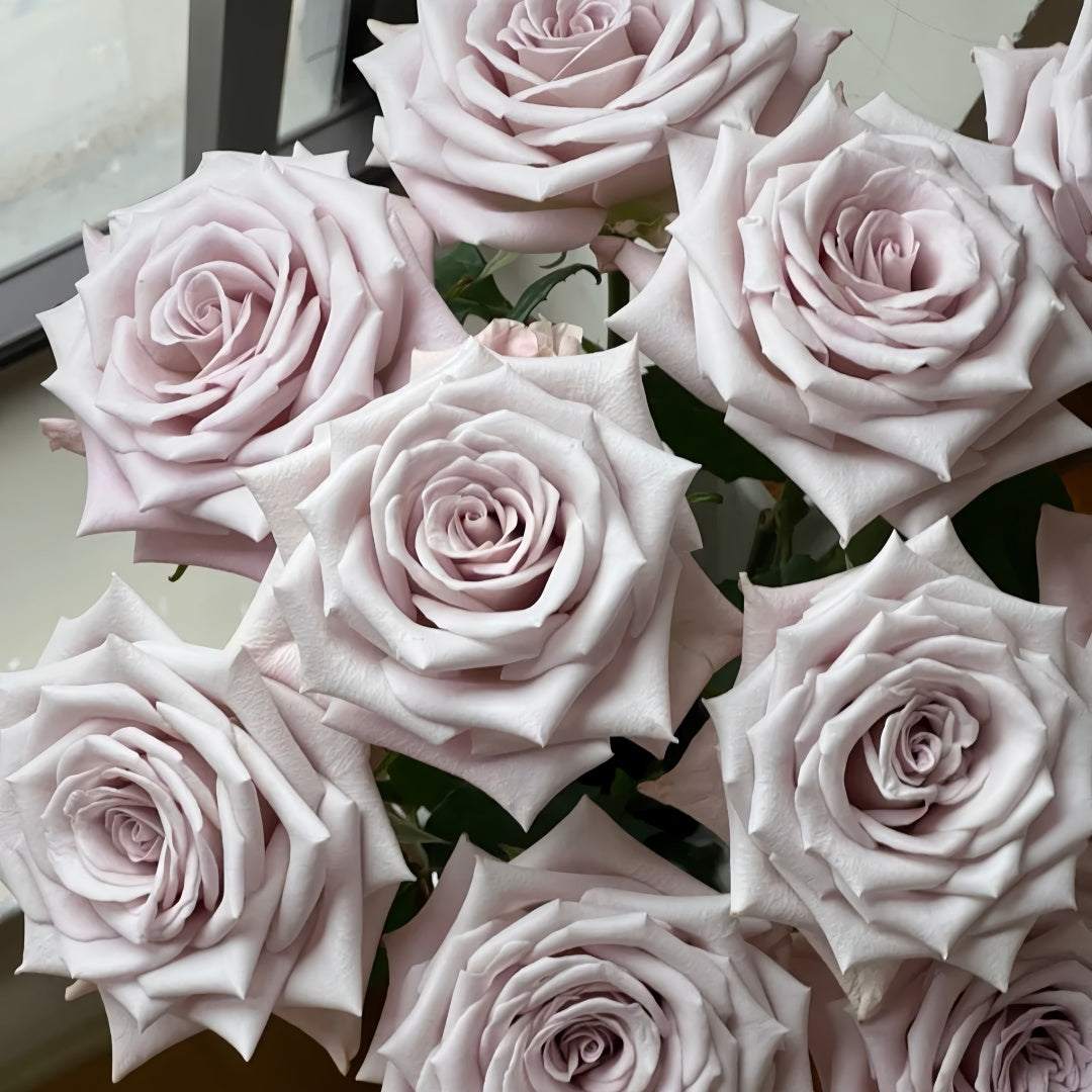 Menta Rose
