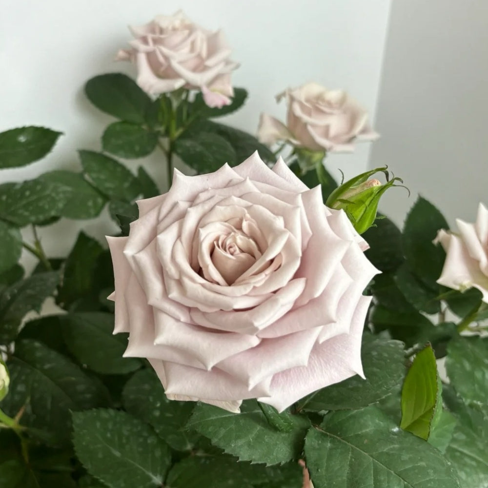 Menta Rose