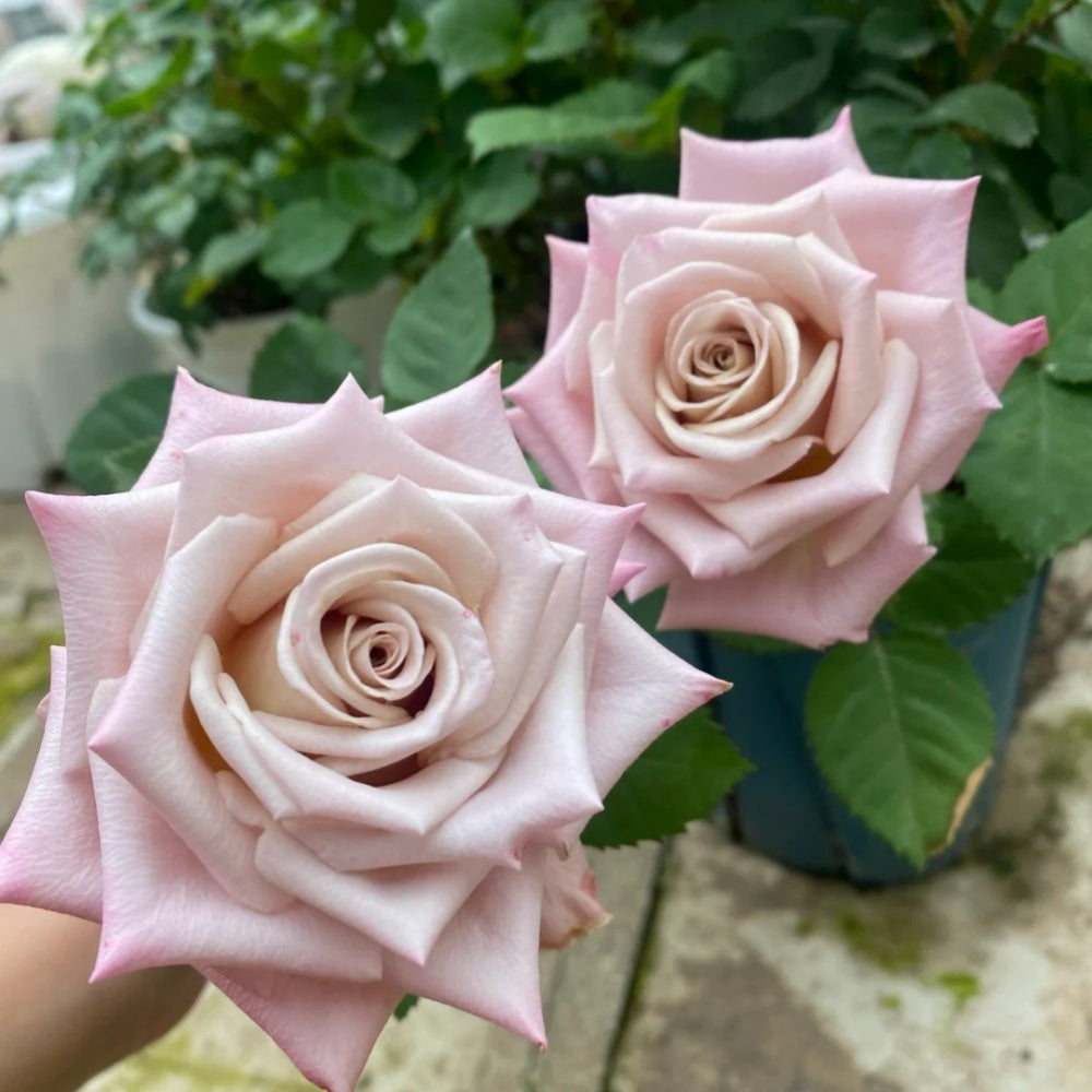 Menta Rose
