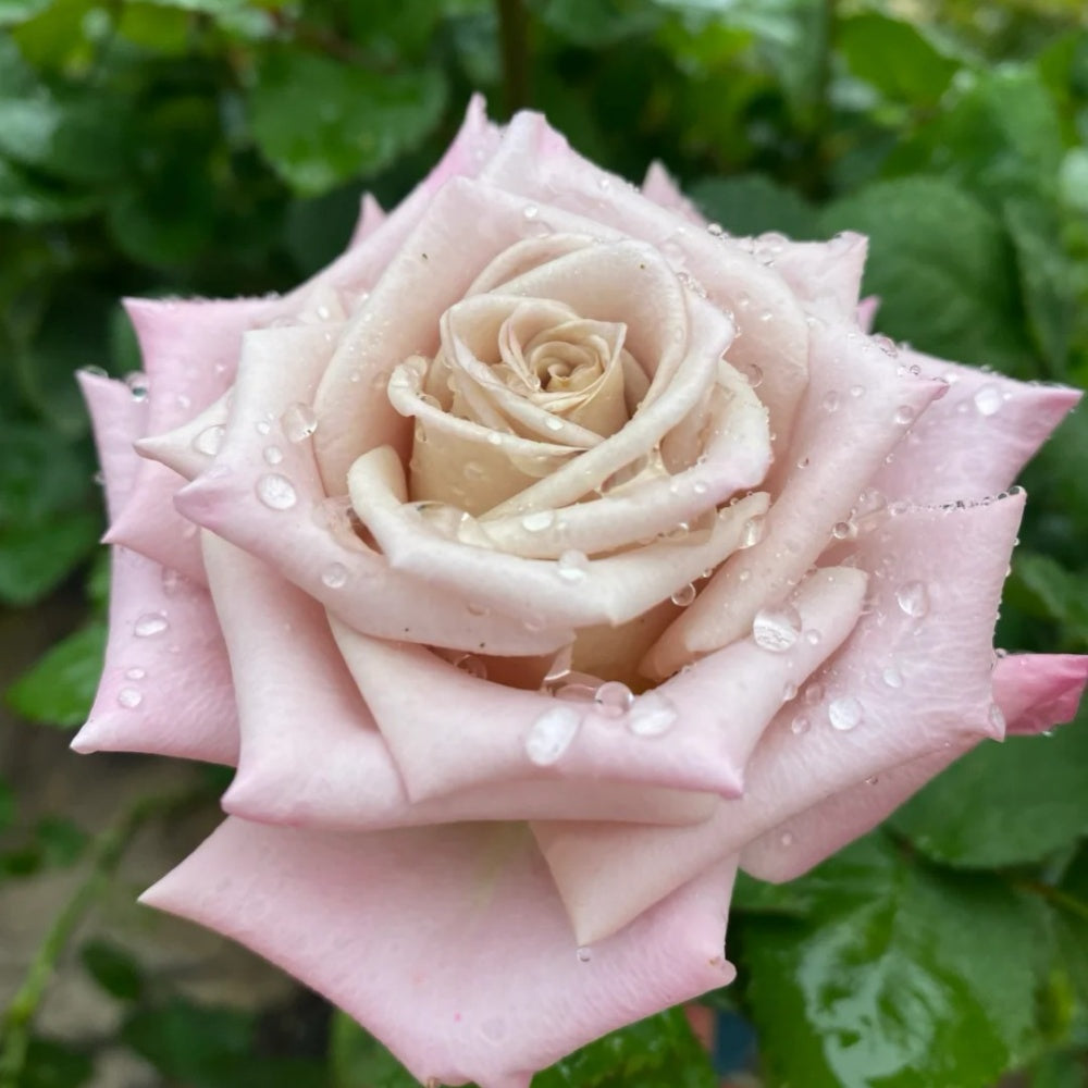 Menta Rose