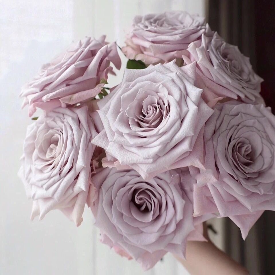 Menta Rose