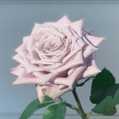 Menta Rose