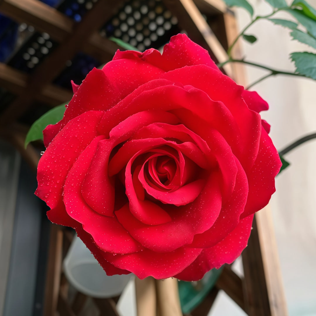 Michael Rose