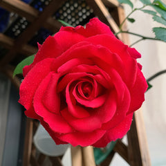 Michael Rose