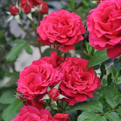Michael Rose-米迦勒大天使｜Japanese Shrub Rose – Ergongzy Roses